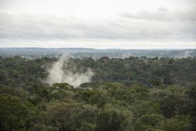 Amazonas-Regenwald
