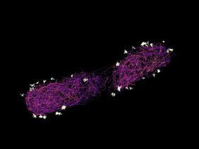 Single Particle Tracking-Technik enthüllt einen molekularen Shuttle-Service, mit dem krankmachende Bakterien ihre Injektionsspritzen befüllen.