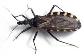 Chagas Wanze Triatoma infestans. 