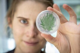 Cyanobakterien sind umweltfreundliche und gut verfügbare Biokatalysatoren zur Herstellung neuer Chemikalien