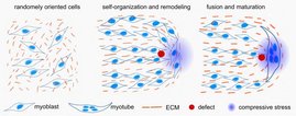 So regulieren mechanische Prozesse die Entwicklung von Muskeln Grafische Darstellung die Entwicklung von Muskeln