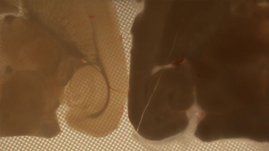 Die stereomikroskopischen Aufnahmen zeigen Hirnschnitte bei -160 Grad Celsius. Das Gewebe links ist durch Vitrifizierung erhalten, das Gewebe rechts durch Kristallisation und Rissbildung zerstört. 