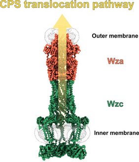Querschnitt der Kryo-EM-Struktur des Wza–Wzc-CPS-Transporters Querschnitt der Kryo-EM-Struktur des Wza–Wzc-CPS-Transporters