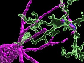 Mikroglia (grün) und das perineural Netz (magenta).  