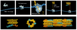 Die Produktion von Zytoskeletten aus RNA-Origami
