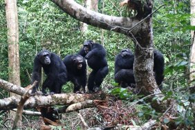 Schimpansen schließen sich ihren engen Bindungspartnern - verwandten und befreundeten Gruppenmitgliedern - im Kampf gegen Rivalen an. 