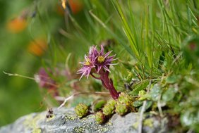 Sempervivum montanum (Berg-Hauswurz) Sempervivum montanum (Berg-Hauswurz)