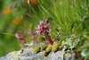 Sempervivum montanum (Berg-Hauswurz) Sempervivum montanum (Berg-Hauswurz)
