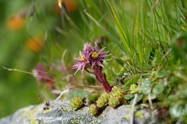 Sempervivum montanum (Berg-Hauswurz) Sempervivum montanum (Berg-Hauswurz)