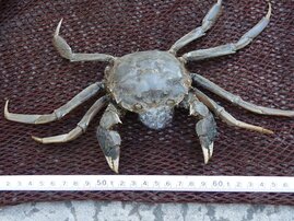 Invasive Krabben Chinesische Wollhandkrabbe