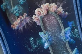 Der Protonenfluss von Superkomplexen der Atmungskette (blau) zu ATP-Komplexen (rosa) ermöglicht die ATP-Herstellung in den Mitochondrien. 