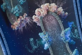 Der Protonenfluss von Superkomplexen der Atmungskette (blau) zu ATP-Komplexen (rosa) ermöglicht die ATP-Herstellung in den Mitochondrien. 