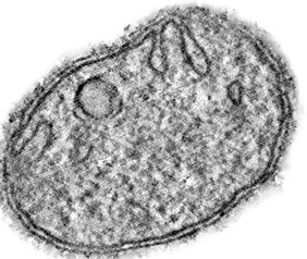 Realaufnahme eines Mitochondriums. 