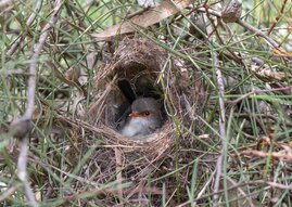 Prachtstaffelschwanz-Weibchen im Nest 