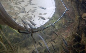 3000 Versuchstiere wurden in einen Fluss ohne Stichlinge entlassen und so der natürlichen Auslese ausgesetzt. Nach einem Jahr wurden die verbleibenden Fische eingefangen und genetisch untersucht.