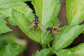 Totenkopfschwebfliege (Myathropa florea) SPRING