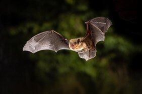 Die Mückenfledermaus (Pipistrellus pygmaeus) 