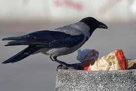 Eine Krähe an einem Mülleimer