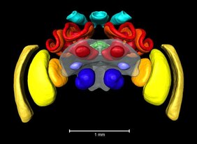 3D-Modell des Hummelgehirns