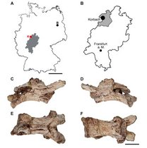 Karte zur Herkunft von Manistropheus kulicki. 
