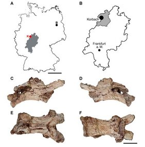 Karte zur Herkunft von Manistropheus kulicki. 
