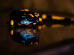 Salamandra salamandra Feuersalamander