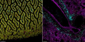 Immunzellen in verschiedenen Geweben, hier zum Beispiel ILC2s (rot) oder T-Zellen (blau) in der Lunge (rechts) oder in der Schleimhaut des Dünndarms (links). 