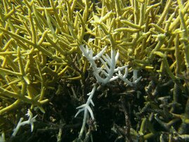 Wie gefährdet sind Korallen in unseren Ozeanen
