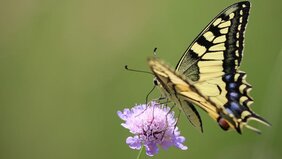 Foto eines Schwalbenschwanz (Papilio machaon) (Familie Papilionidae), dessen Raupen die Pflanzenfamilie Apiaceae fressen