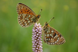 Der Gelbring-Perlmuttfalter (Boloria eunomia) 