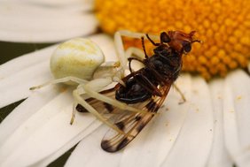 Lauerjäger wie die Veränderliche Krabbenspinne (Misumena vatia) sind auf Blüten zur Tarnung angewiesen. 
