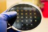 Speziell entwickelte „Mikrofluidik-Chips“ auf einem Silicon-Wafer. 