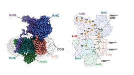 Grafik Rnf-Komplex von Acetobacterium woodii