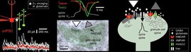 Signal, Simulation, Ultrastruktur: Funktionsweise des reziproken Körnerzellspines. 