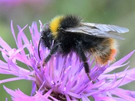 Vierfarbige Kuckuckshummel Bombus quadricolor Vierfarbige Kuckuckshummel Bombus quadricolor