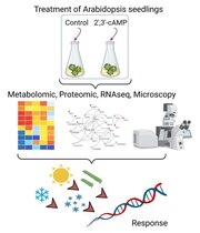  Auswirkungen einer 2‘,3‘-cAMP-Behandlung auf A. thaliana