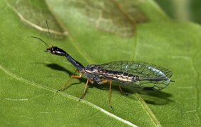 Die erste vollständige Entschlüsselung des Erbguts der Schwarzhalsigen Kamelhalsfliege