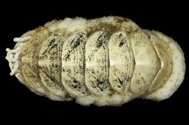 Der wissenschaftliche Name der neu entdeckten Käferschnecke Ferreiraella populi