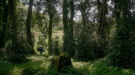 Wälder könnten in Gebieten, wo sie natürlicherweise vorkommen, rund 226 Gigatonnen Kohlenstoff binden. 
