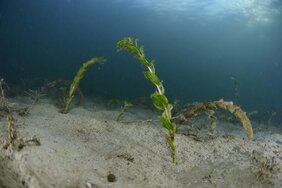Sandboden unter Wasser