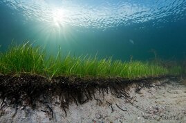 Seegraswiese in der Ostsee 