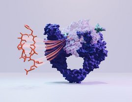 Corramycin bindet an die DNA-Gyrase. 3D Grafik