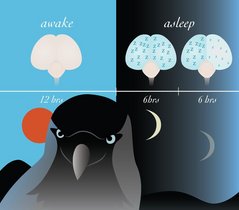 Müde Dohlen verbringen mehr Zeit im symmetrischen Tiefschlaf und weniger Zeit im asymmetrischen Schlaf – besonders zu Beginn der Nacht, wenn der Erholungsbedarf am größten ist. Grafik Dohle