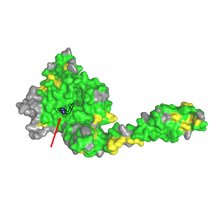 Die Struktur von USP28 im Komplex mit dem Inhibitor AZ1. Markiert sind alle Aminosäuren, die ähnlich (gelb) oder identisch (grün) gegenüber USP25 sind.