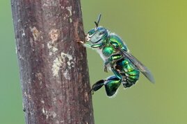  Die Prachtbiene Euglossa dilemma kreiert ihren ganz eigenen Duft.