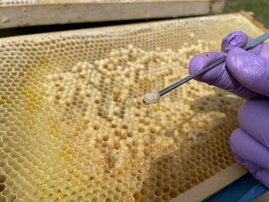 Entnahme einer Honigbienenlarve aus einer Bienenwabe zur Untersuchung auf Rückstände von Pflanzenschutzmitteln. 