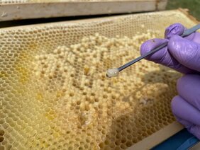 Entnahme einer Honigbienenlarve aus einer Bienenwabe zur Untersuchung auf Rückstände von Pflanzenschutzmitteln. 