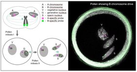 Querschnitt durch den Pollen
