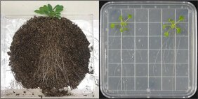 Links: CD-Rhizotron, hier wachsen Pflanzen auf Erde; rechts: ArtSoil, bei dem Pflanzen auf einer Agar-Matrix mit erdähnlichen Eigenschaften gezogen.
