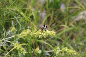 Bioaktive Stoffe in Heilpflanzen Naturapotheke